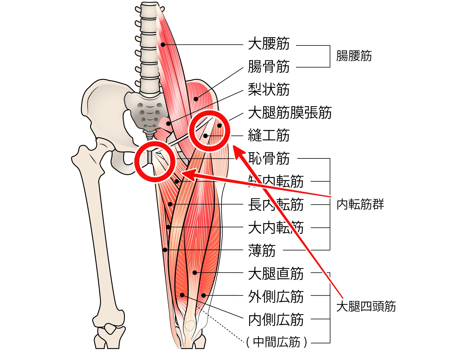 股関節 の 横 の 痛み